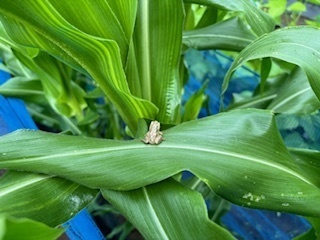 畑の野菜たち6.7.4.4.jpg