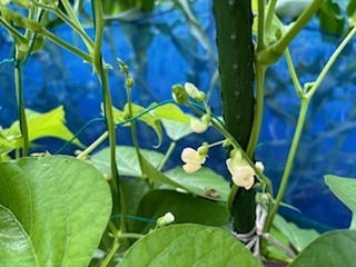 畑の野菜たち6.7.4.5.jpg