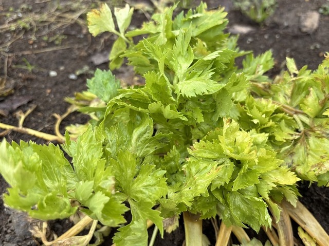 畑の野菜たち7.4.4.3