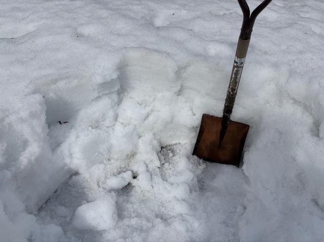 畑の雪消し7.3.14
