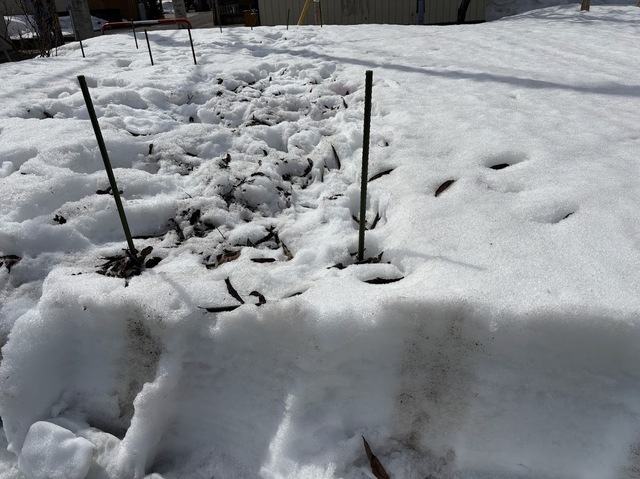 畑の雪消し7.3.15.1