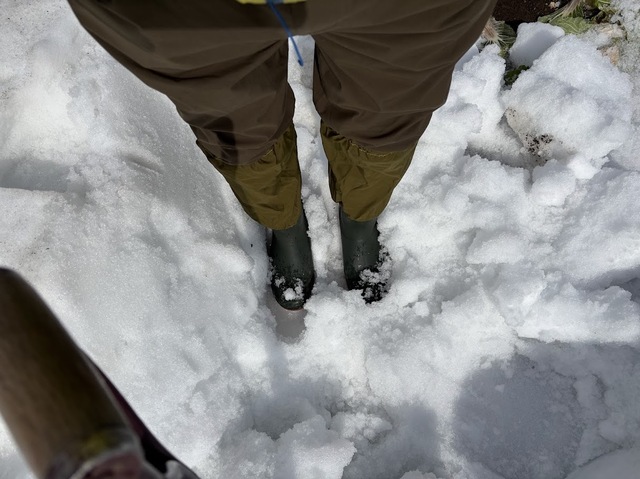 畑の雪消し7.3.15.2