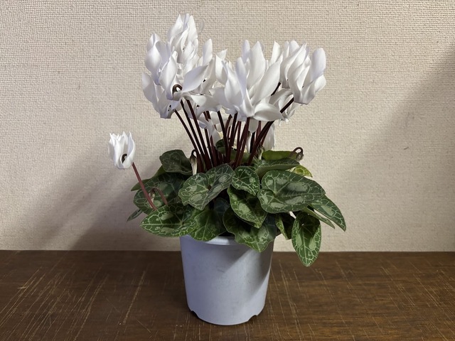 白いシクラメン7.1.7