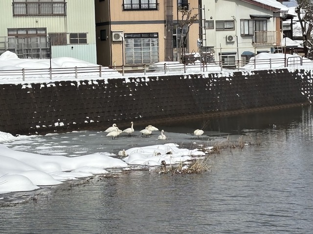 白鳥たちが羽休め7.2.1