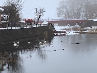 白鳥一家6.1.29.JPG