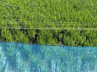 草取り作業6.6.27.6.jpg