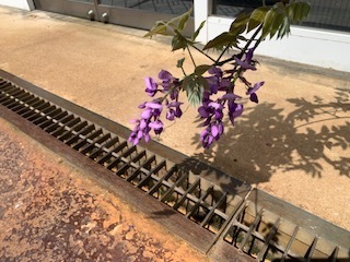 藤の花が咲きました6.4.28.JPG