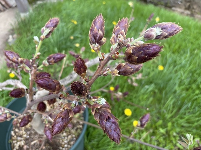 藤の花が芽吹いて7.5.2