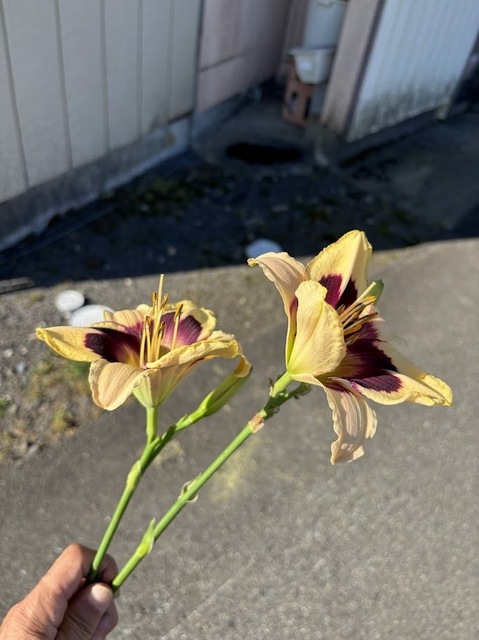 裏の空地のユリの花7.7.14