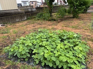 裏の空地の枝豆6.6.25.jpg