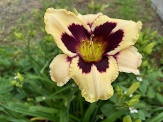 裏の空地の花6.7.4.jpg