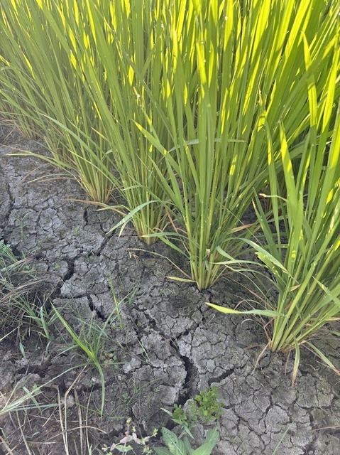 谷地中の田んぼは水が来ない7.7.29