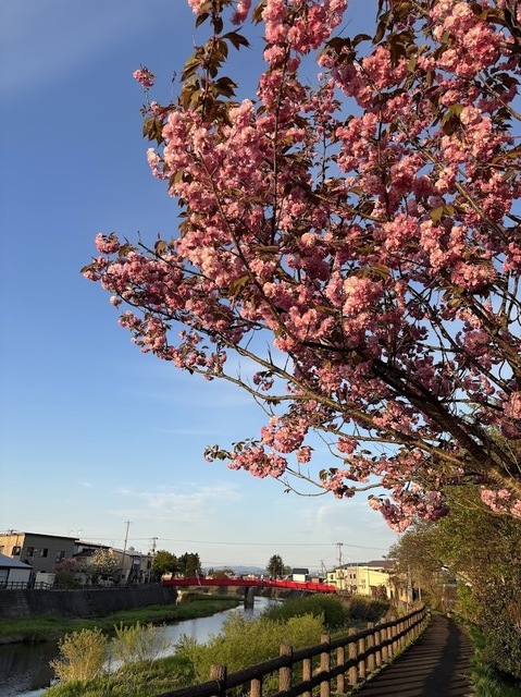 遊歩道の八重桜7.5.5.1