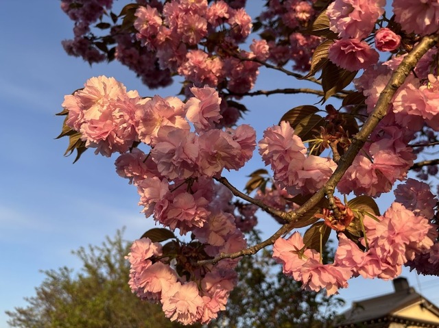 遊歩道の八重桜7.5.5.2