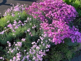 遊歩道の花6.5.29.JPG