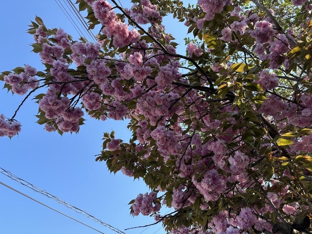 郡山の八重桜7.5.8
