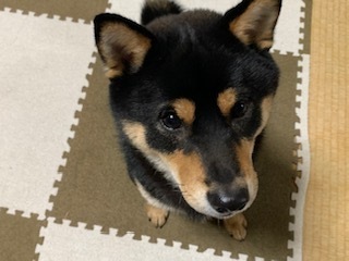 長男の愛犬5.12.29.jpg