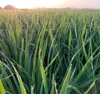 除草作業5.7.5.4.JPG