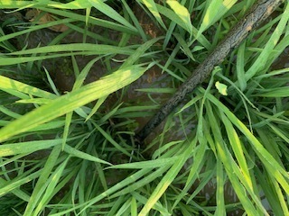 除草作業5.7.5.5.JPG