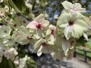 黄桜が満開6.4.28.2.JPG
