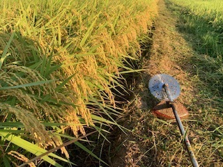 ４回目の草刈り作業5.8.29.2.JPG